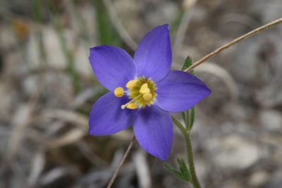 Giliastrum rigidulum, photographed by Reid Hardin