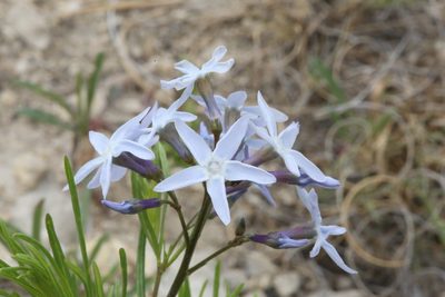 Amsonia ciliata, photographed by Reid Hardin