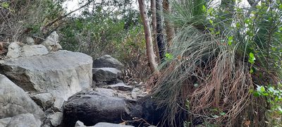 Xanthorrhoea australis, photographed by spacegecko
