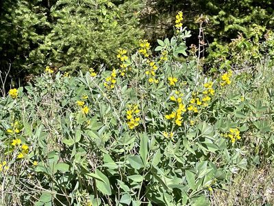 Thermopsis californica, photographed by Dutza K.