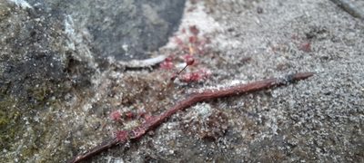 Drosera pygmaea, photographed by spacegecko