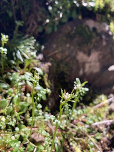 Cardamine oligosperma, photographed by Caleb Catto
