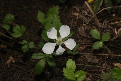 Rubus trivialis, photographed by Reid Hardin
