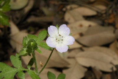 Nemophila phacelioides, photographed by Reid Hardin