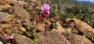 Diplacus douglasii