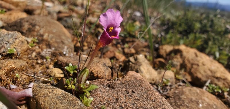 Diplacus douglasii, photographed by Asher Budnik