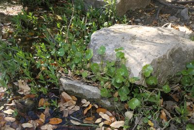 Hydrocotyle umbellata, photographed by Reid Hardin