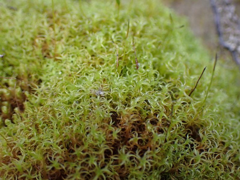 Vinealobryum insulanum, photographed by Randal