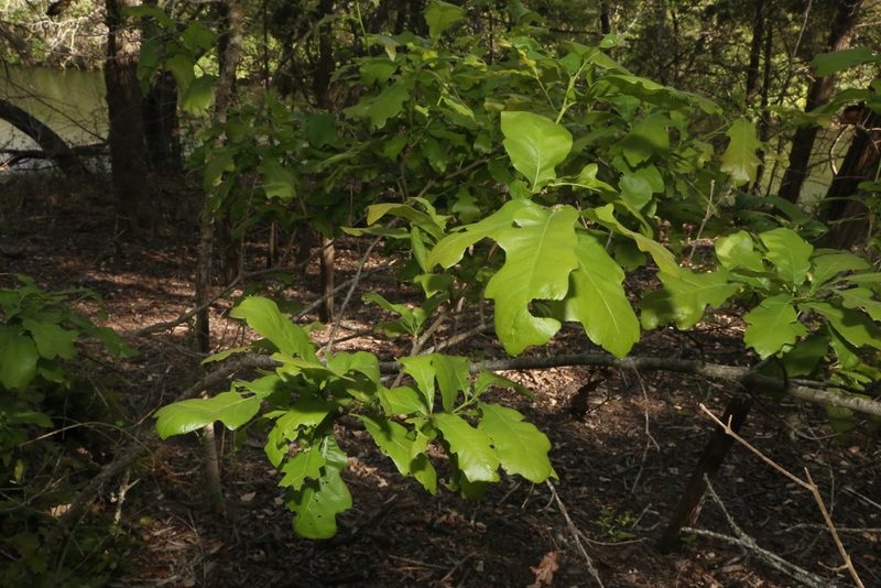 Quercus sinuata, photographed by Reid Hardin
