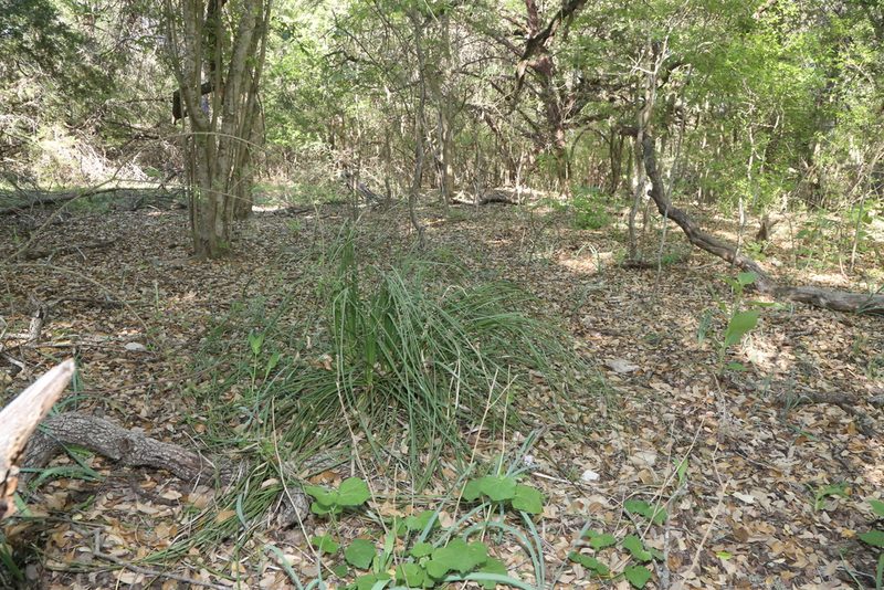 Nolina lindheimeriana, photographed by Reid Hardin