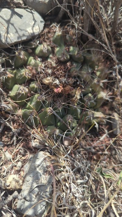 Thelocactus buekii, photographed by Alan Rockefeller