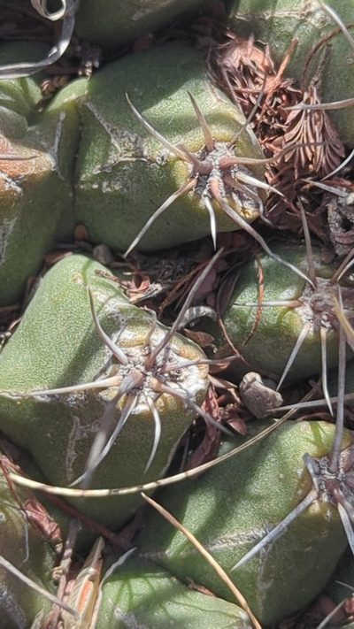 Thelocactus buekii, photographed by Alan Rockefeller