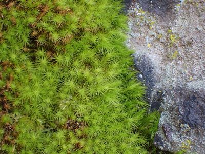 Anacolia menziesii, photographed by Randal