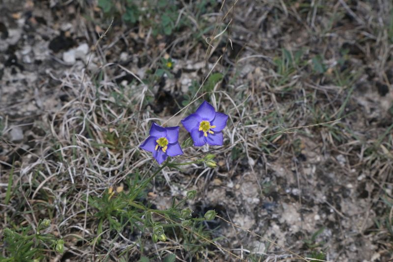 Giliastrum rigidulum, photographed by Reid Hardin