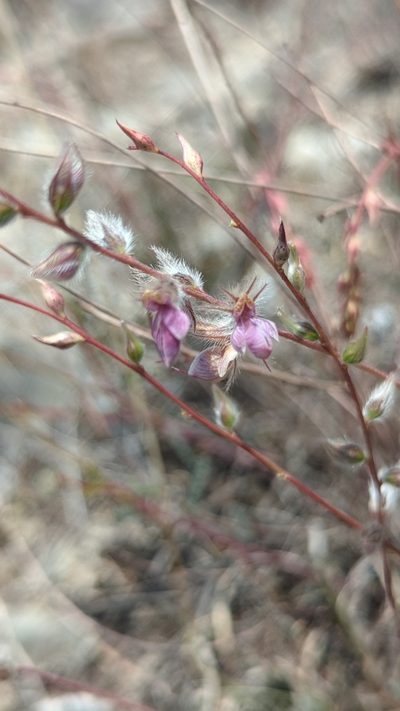 Marina filiciformis, photographed by Alan Rockefeller
