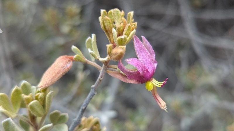 Krameria cytisoides, photographed by Alan Rockefeller