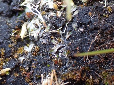 Riccia sorocarpa, photographed by Randal