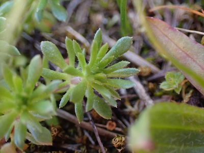 Leptosiphon bicolor, photographed by Randal