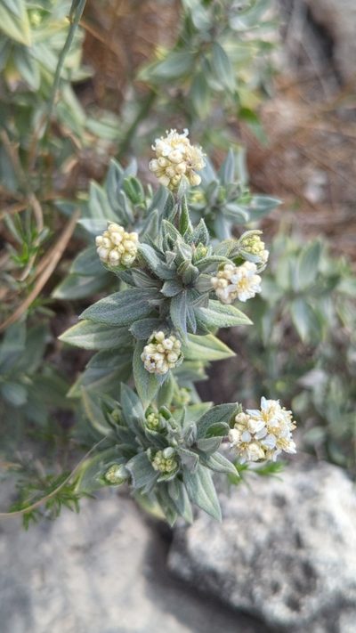 Fendlerella lasiopetala, photographed by Alan Rockefeller