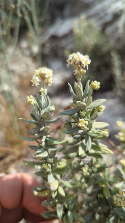 Fendlerella lasiopetala, photographed by Alan Rockefeller