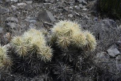 Cylindropuntia tunicata, photographed by Alan Rockefeller