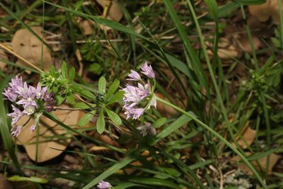 Allium drummondii, photographed by Reid Hardin
