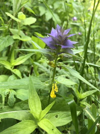 Melampyrum bihariense, photographed by Conrad Altmann