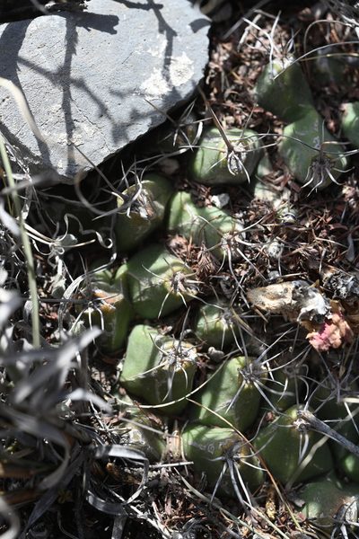Thelocactus buekii, photographed by Alan Rockefeller