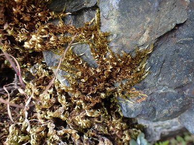 Homalothecium aureum, photographed by Randal