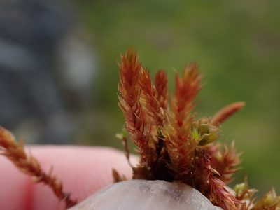 Imbribryum torenii, photographed by Randal