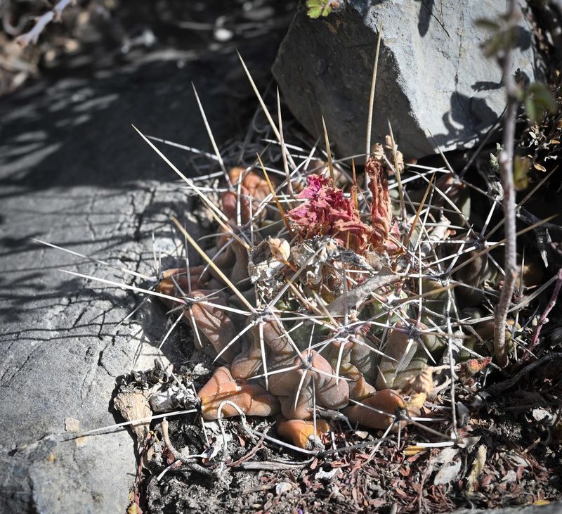 Thelocactus buekii, photographed by Alan Rockefeller