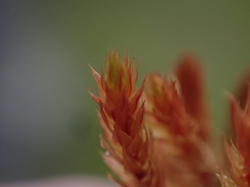 Imbribryum torenii, photographed by Randal