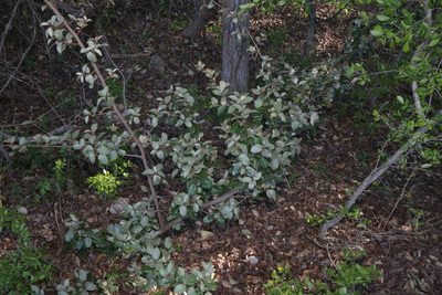 Elaeagnus pungens, photographed by Reid Hardin