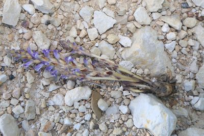 Orobanche nana, photographed by Reid Hardin