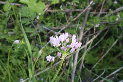 Allium drummondii, photographed by Reid Hardin