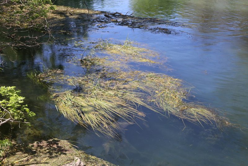 Zizania texana, photographed by Reid Hardin