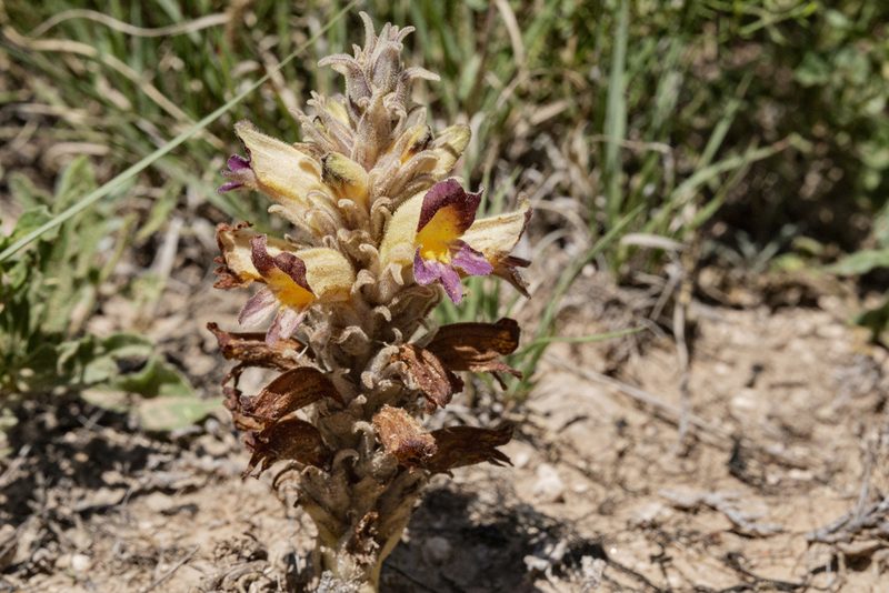 Orobanche multiflora, photographed by Cecelia Alexander