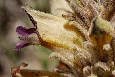 Orobanche multiflora, photographed by Cecelia Alexander