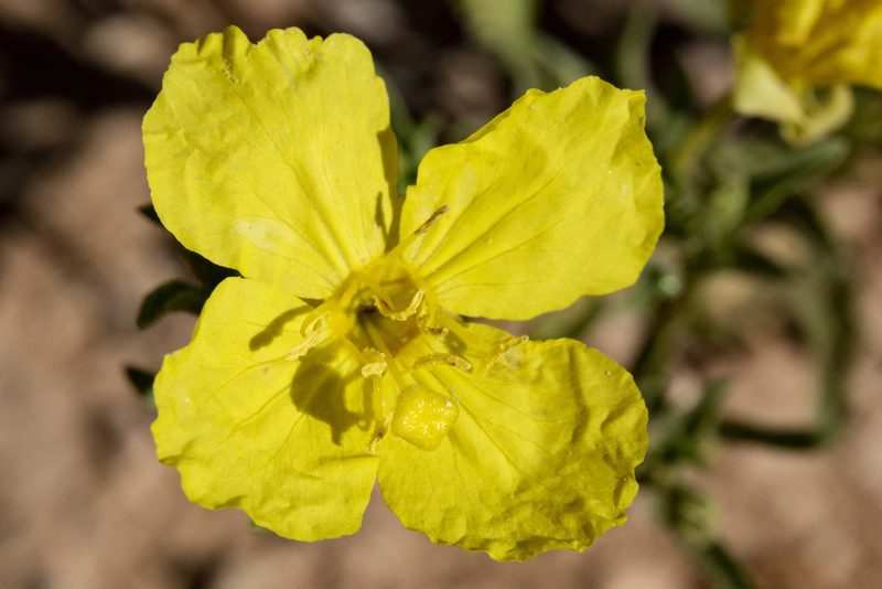 Oenothera tubicula, photographed by Cecelia Alexander