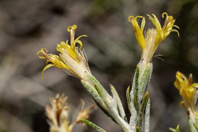 Tetradymia filifolia, photographed by Cecelia Alexander