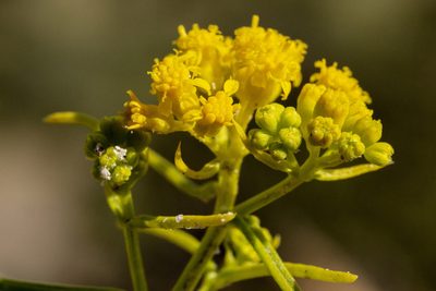 Sartwellia flaveriae, photographed by Cecelia Alexander