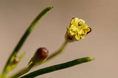 Dicranocarpus parviflorus, photographed by Cecelia Alexander
