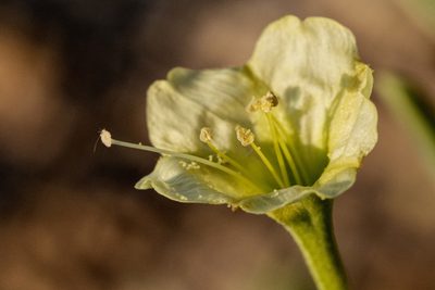 Acleisanthes lanceolata, photographed by Cecelia Alexander