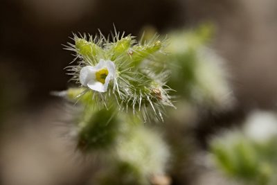Johnstonella albida, photographed by Cecelia Alexander