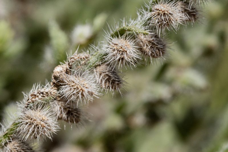 Johnstonella albida, photographed by Cecelia Alexander