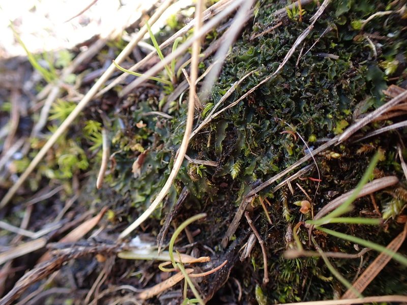 Phymatoceros bulbiculosus, photographed by Randal
