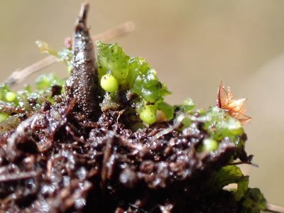 Phymatoceros bulbiculosus, photographed by Randal