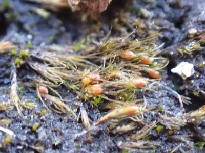 Pleuridium acuminatum, photographed by Randal
