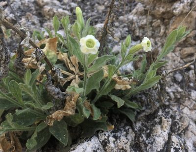 Nicotiana obtusifolia, photographed by Mike Dechter