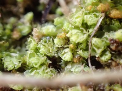 Schistochilopsis incisa, photographed by Randal